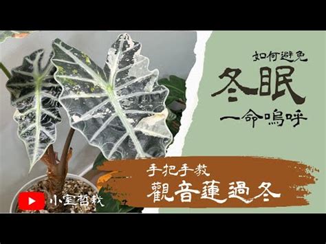 凹凸觀音蓮|觀音蓮怎麼養？基礎照顧方法和特色